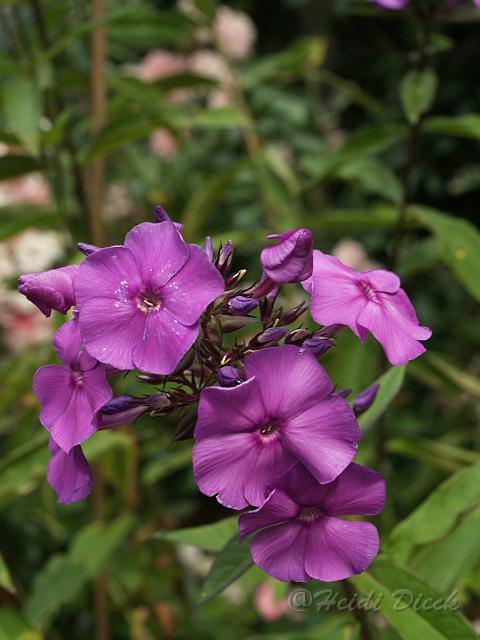 Phlox Blue Paradise.JPG